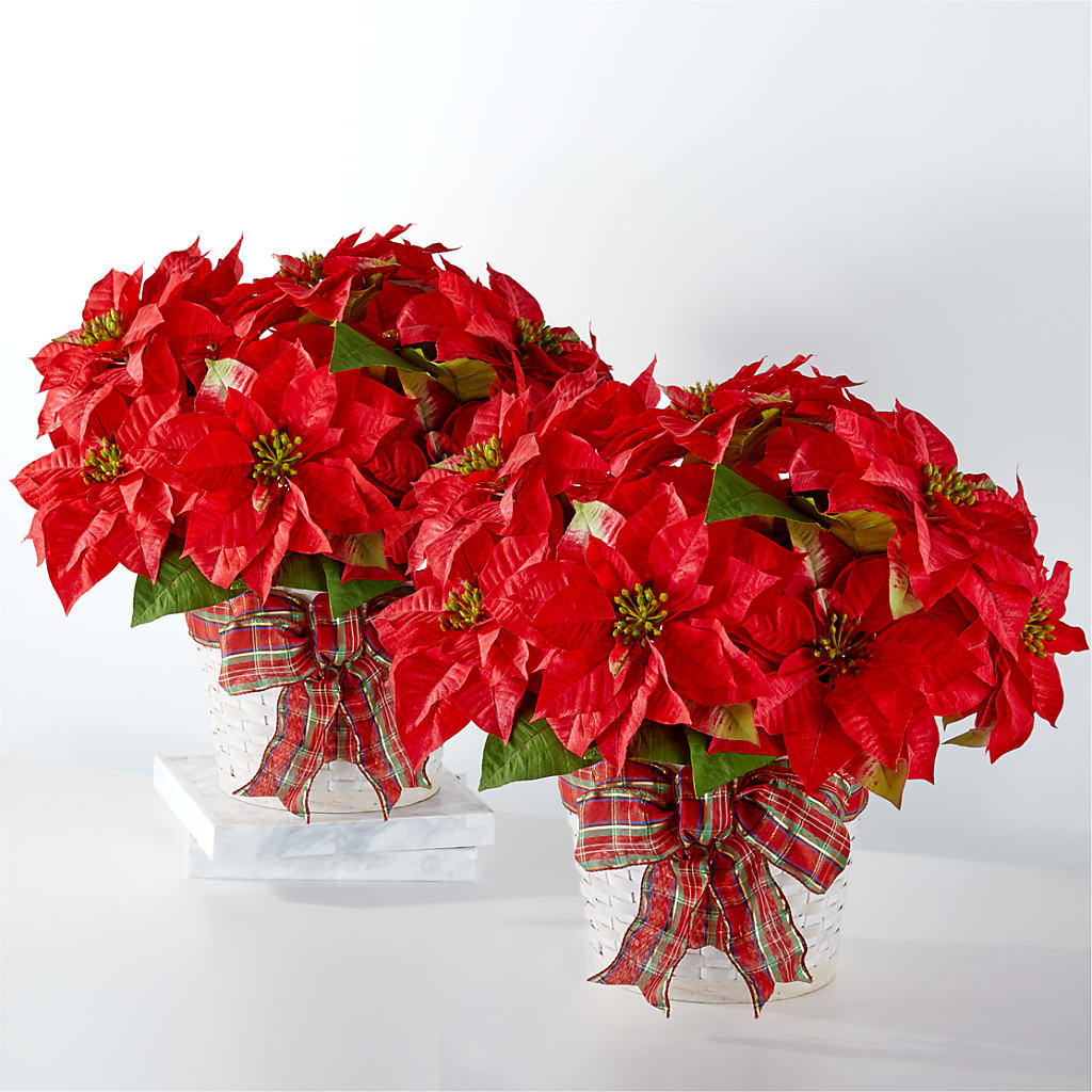 Happiest Holidays Poinsettia Bundle – Diamond Flower Shop, Reading PA