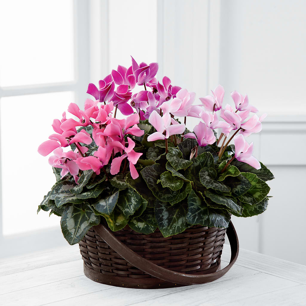 Mixed Cyclamen Planter – Diamond Flower Shop, Reading PA