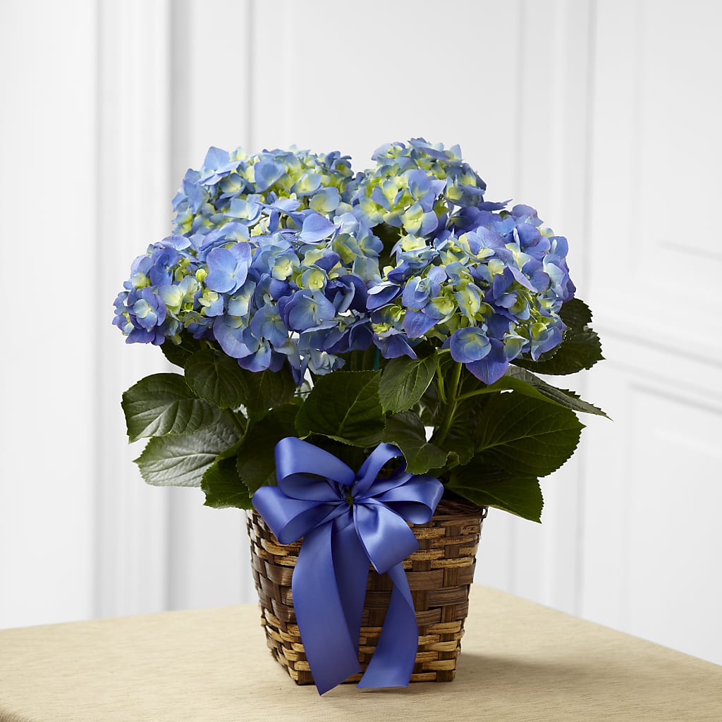 Blue Hydrangea Planter – Diamond Flower Shop, Reading PA