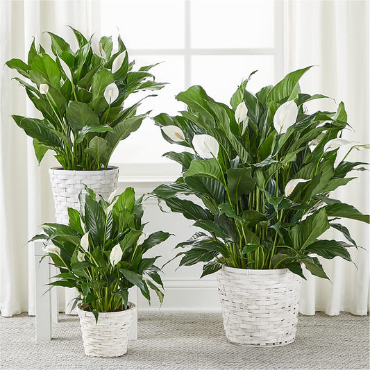 A New Leaf Peace Lily – Diamond Flower Shop, Reading PA