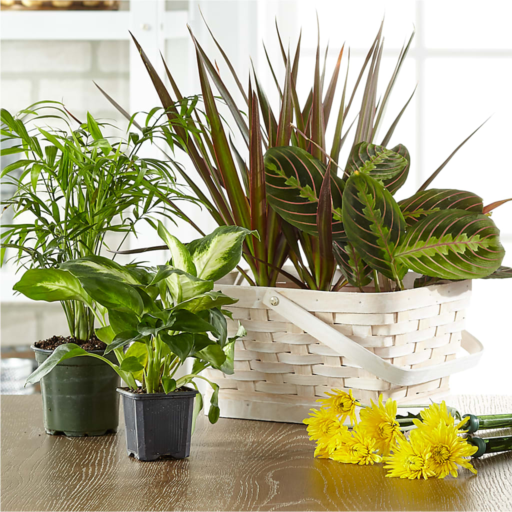 Florist Designed Blooming and Green Plants in a Basket –  Diamond Flower Shop, Reading PA