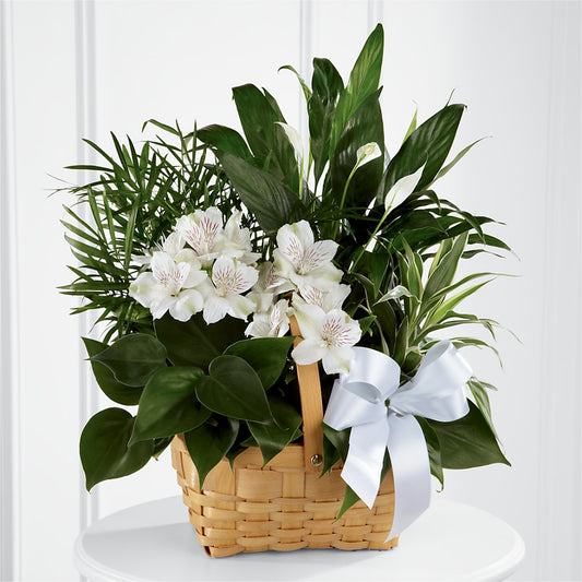 Peace & Serenity Dishgarden –  Diamond Flower Shop, Reading PA