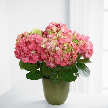 Pink Hydrangea Planter –  Diamond Flower Shop, Reading PA
