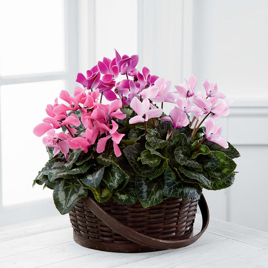 Mixed Cyclamen Planter –  Diamond Flower Shop, Reading PA