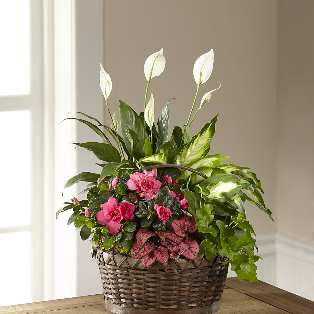 Dream in Pink Dishgarden –  Diamond Flower Shop, Reading PA