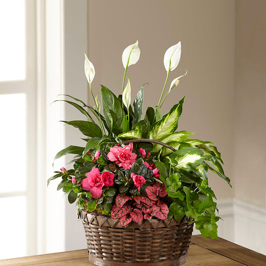 Dream in Pink Dishgarden –  Diamond Flower Shop, Reading PA