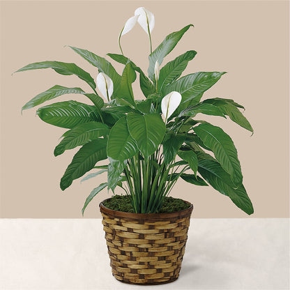 Tranquil Moments Peace Lily Plant –  Diamond Flower Shop, Reading PA