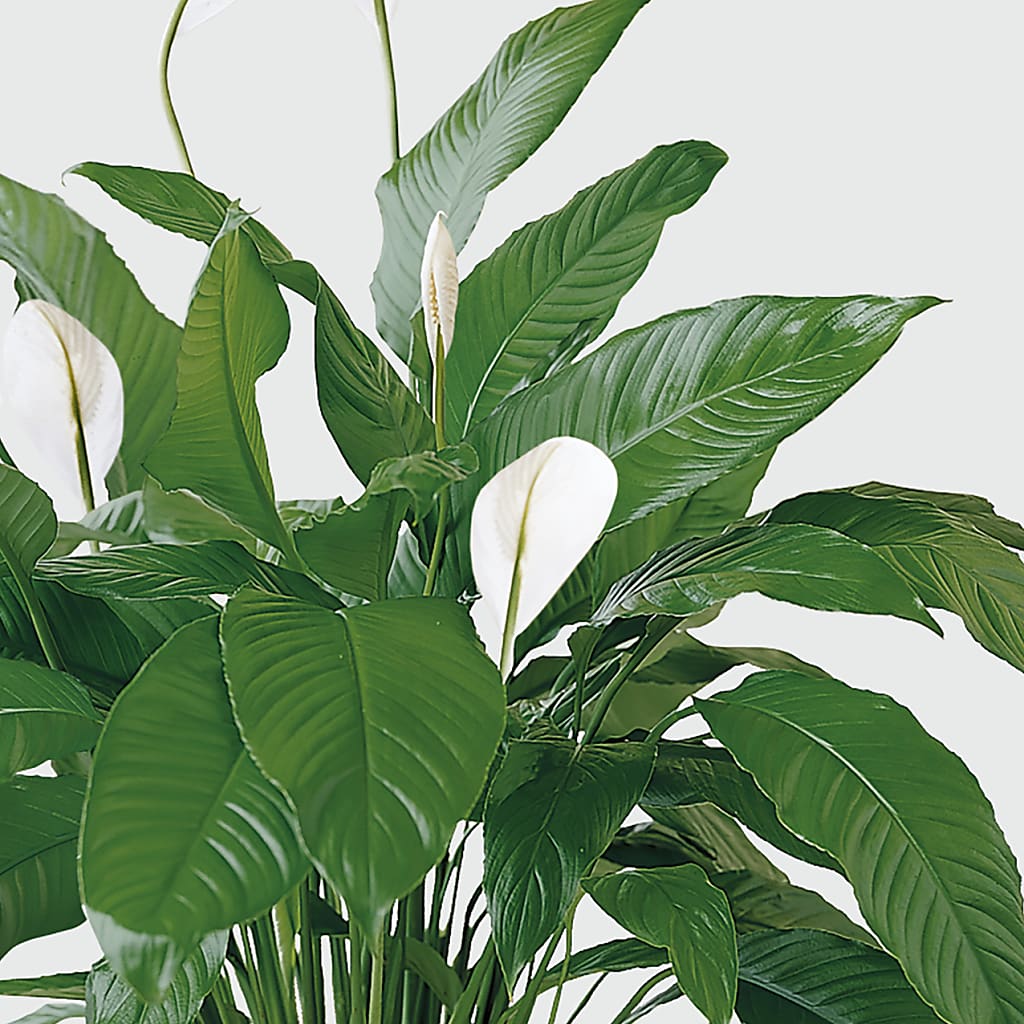 Tranquil Moments Peace Lily Plant –  Diamond Flower Shop, Reading PA