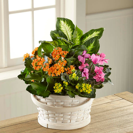 Color Crush Dishgarden –  Diamond Flower Shop, Reading PA