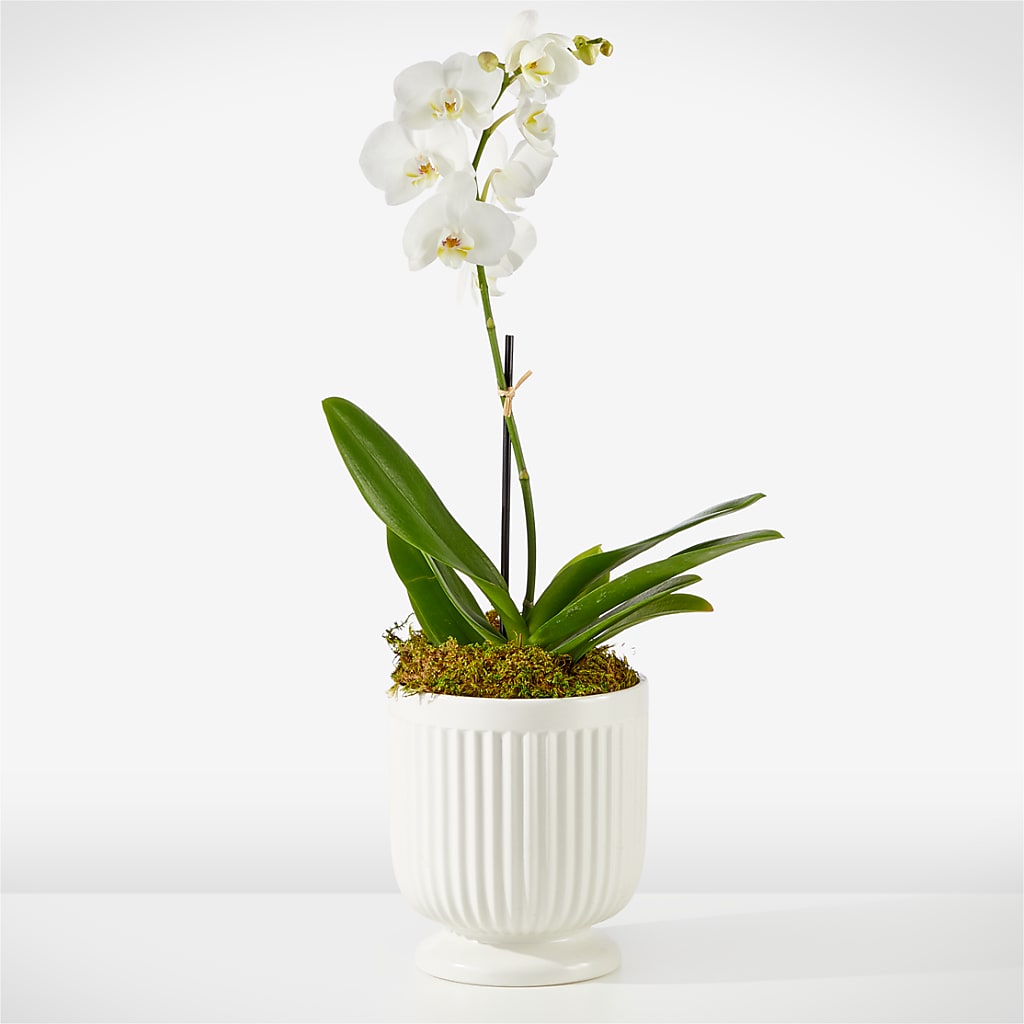 Whispering White Orchid –  Diamond Flower Shop, Reading PA