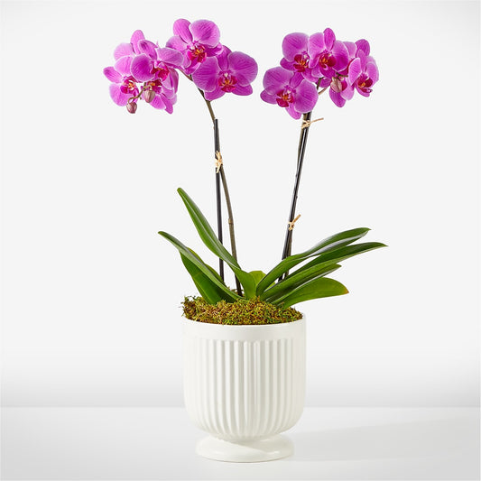 Friendly Fuchsia Orchid –  Diamond Flower Shop, Reading PA