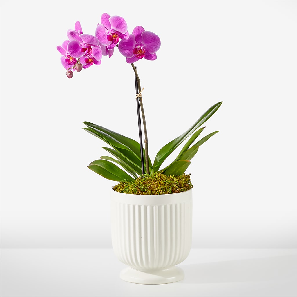 Friendly Fuchsia Orchid –  Diamond Flower Shop, Reading PA