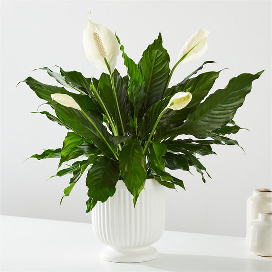 Comfort Planter –  Diamond Flower Shop, Reading PA