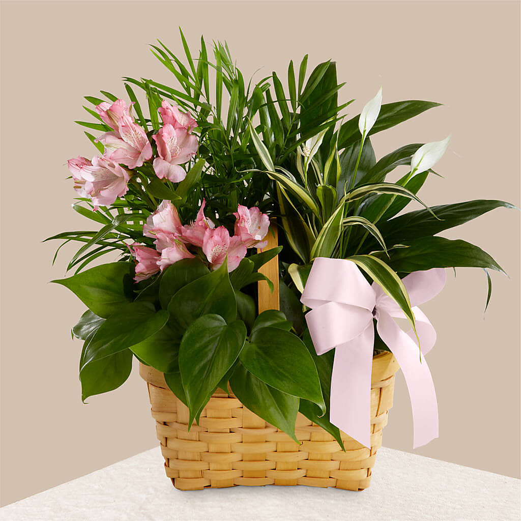 Living Spirit Dishgarden –  Diamond Flower Shop, Reading PA