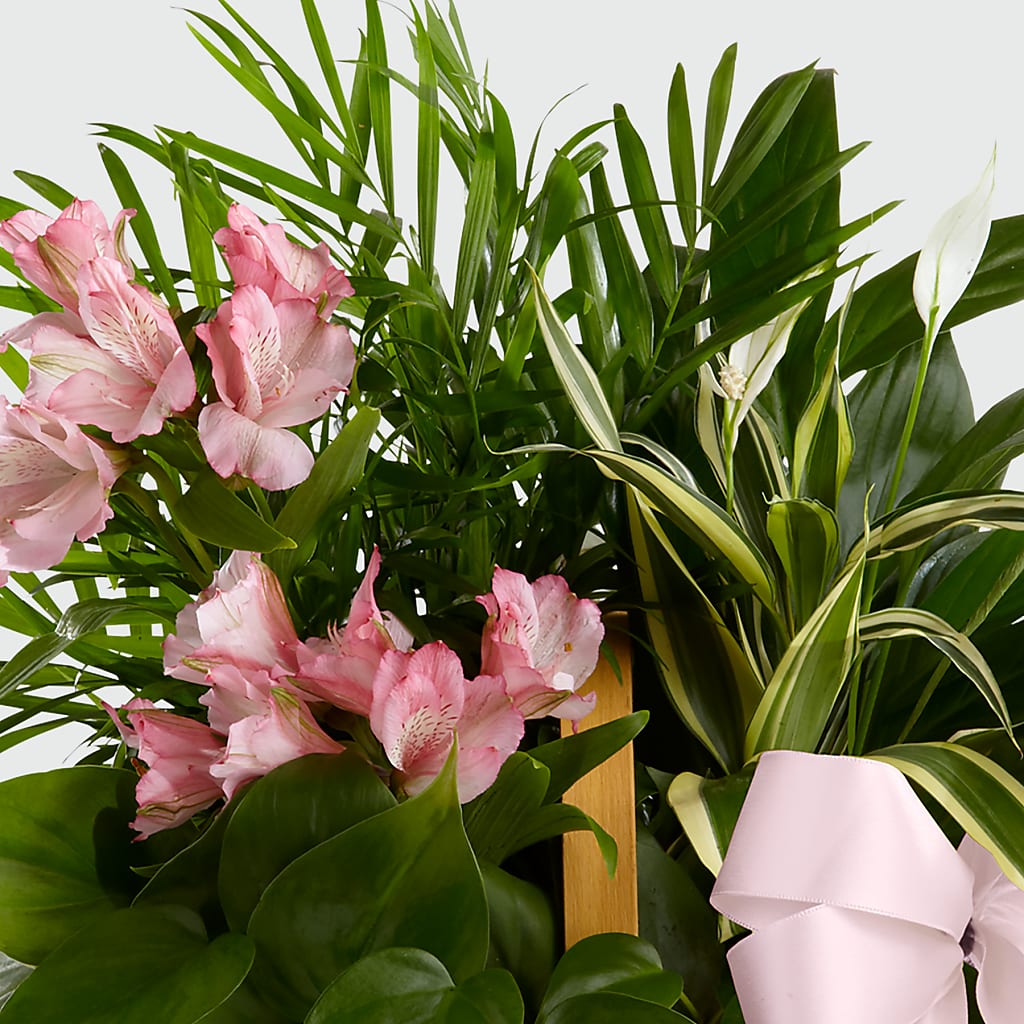 Living Spirit Dishgarden –  Diamond Flower Shop, Reading PA