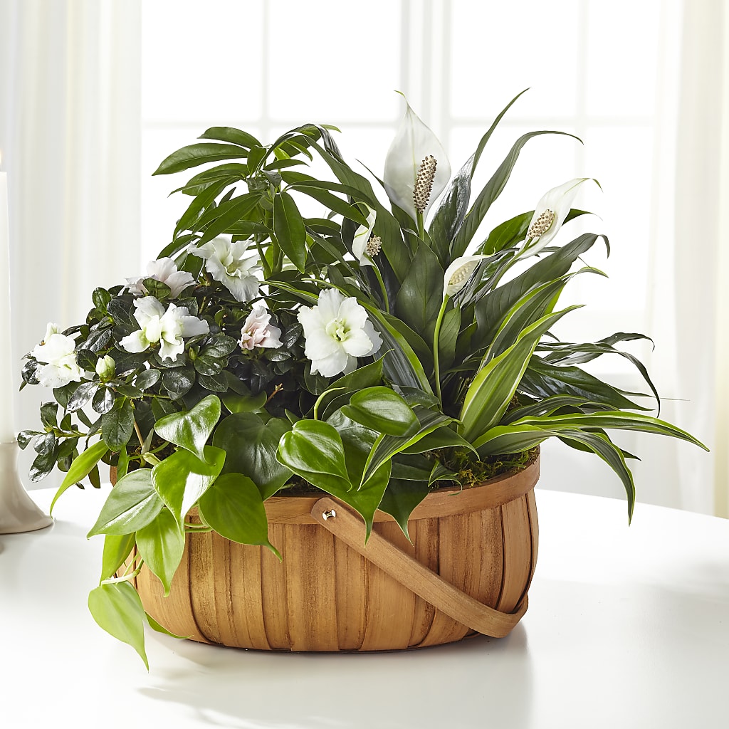 Serene Dishgarden –  Diamond Flower Shop, Reading PA