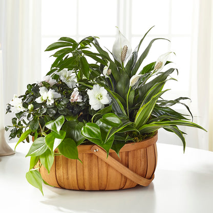 Serene Dishgarden –  Diamond Flower Shop, Reading PA