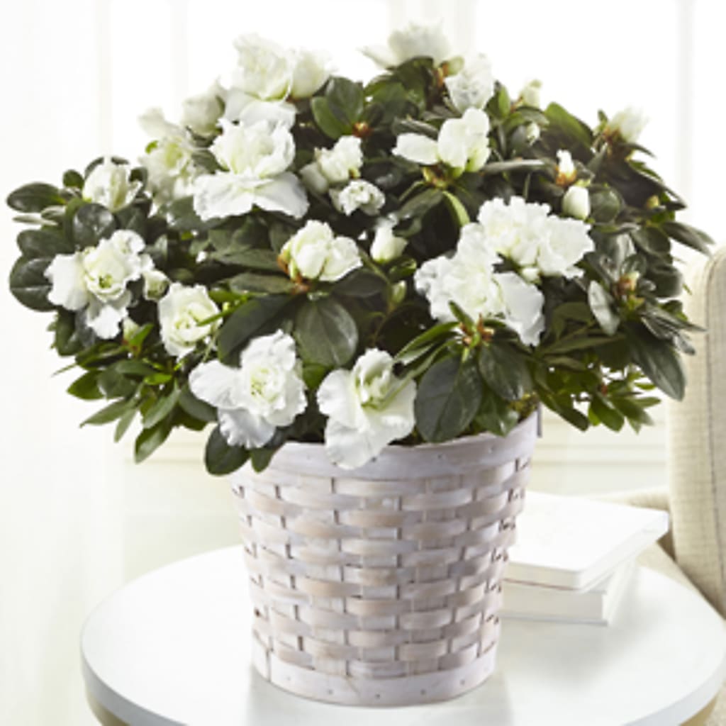 White Azalea Plant –  Diamond Flower Shop, Reading PA