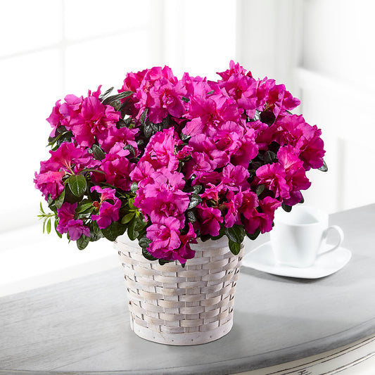 Hope & Serenity Azalea Plant –  Diamond Flower Shop, Reading PA