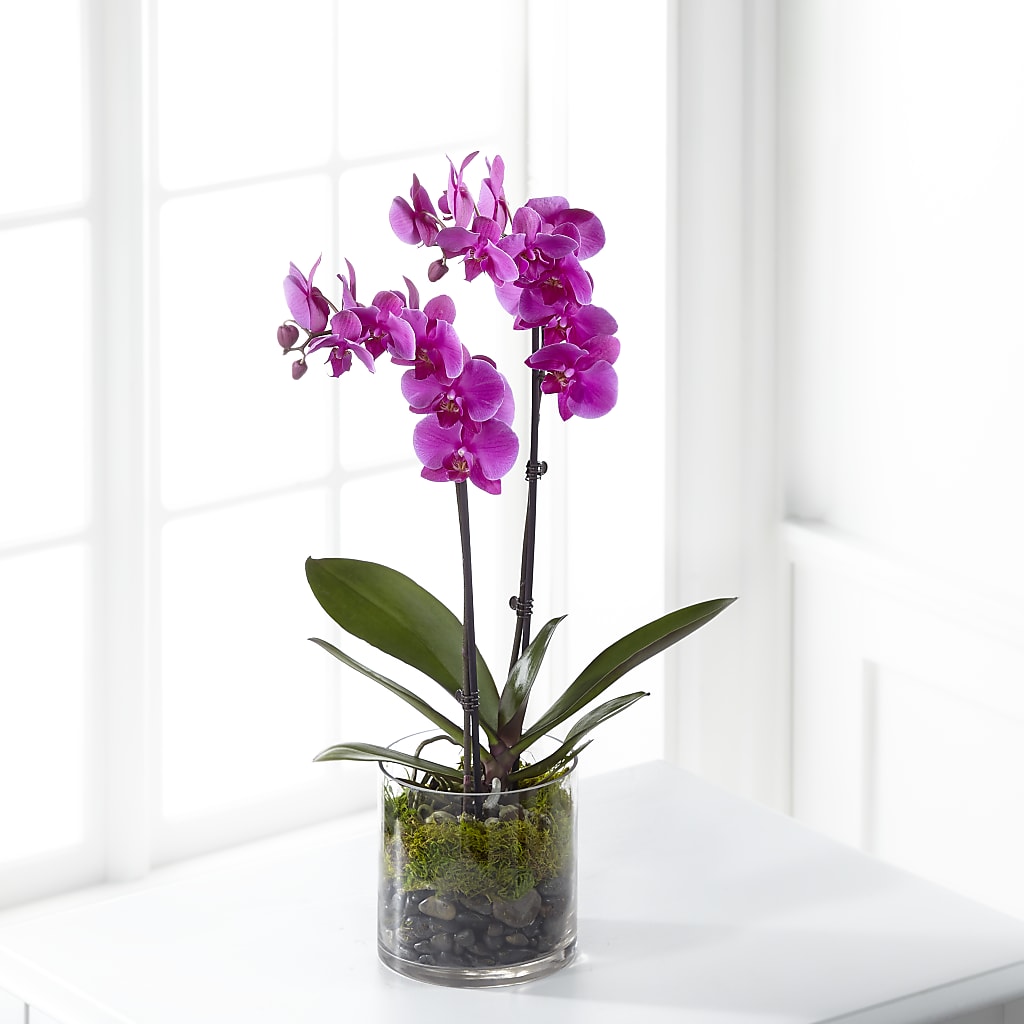 Pink Orchid Plant –  Diamond Flower Shop, Reading PA
