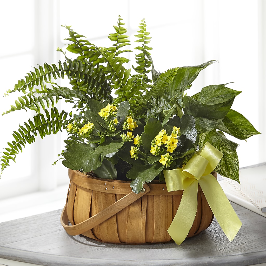 Always Dear Dishgarden –  Diamond Flower Shop, Reading PA