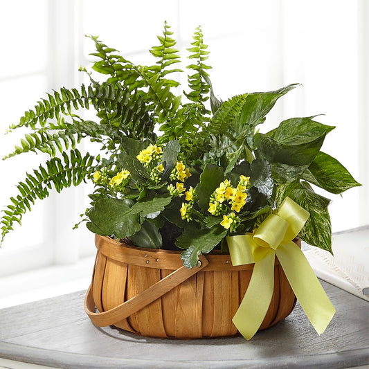Always Dear Dishgarden –  Diamond Flower Shop, Reading PA