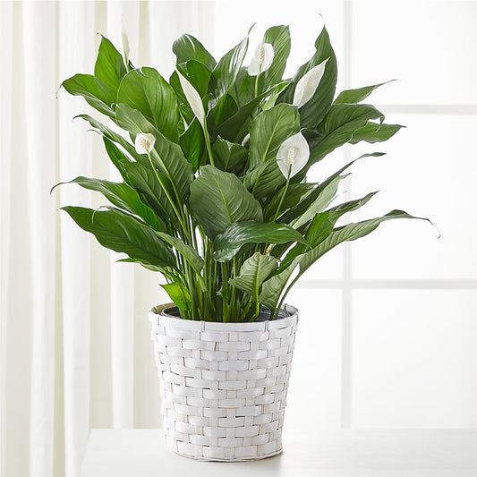 A New Leaf Peace Lily –  Diamond Flower Shop, Reading PA