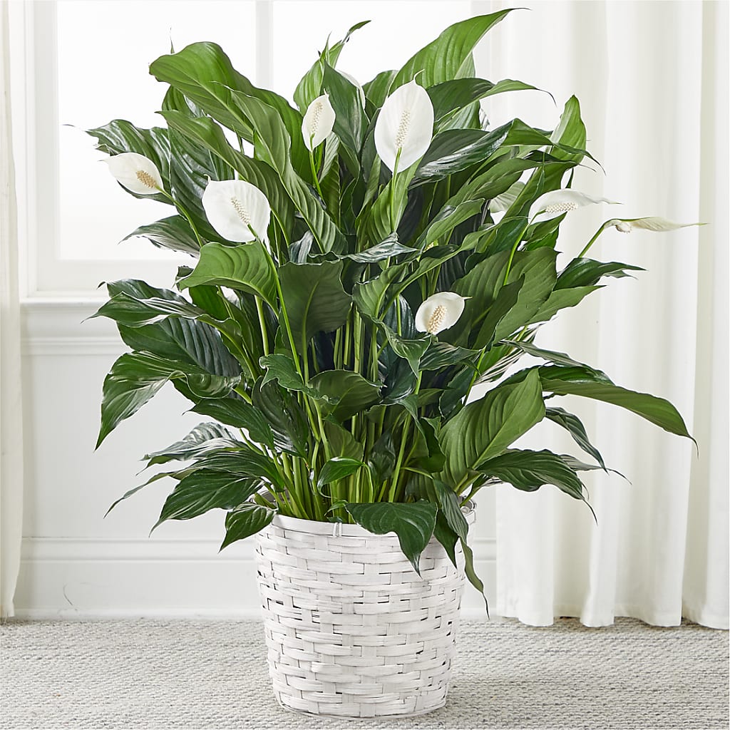 A New Leaf Peace Lily –  Diamond Flower Shop, Reading PA