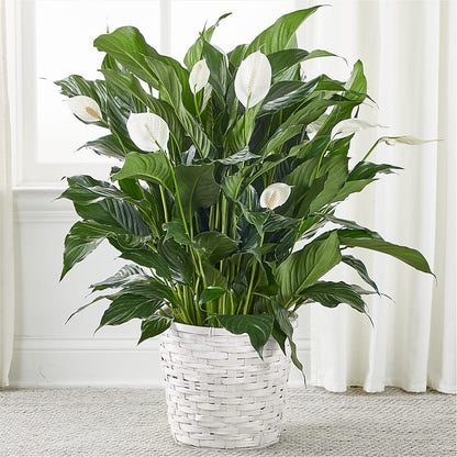 A New Leaf Peace Lily –  Diamond Flower Shop, Reading PA
