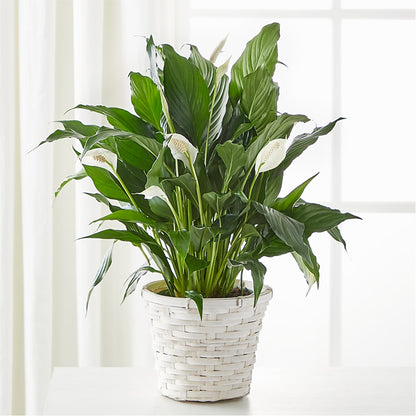 A New Leaf Peace Lily –  Diamond Flower Shop, Reading PA