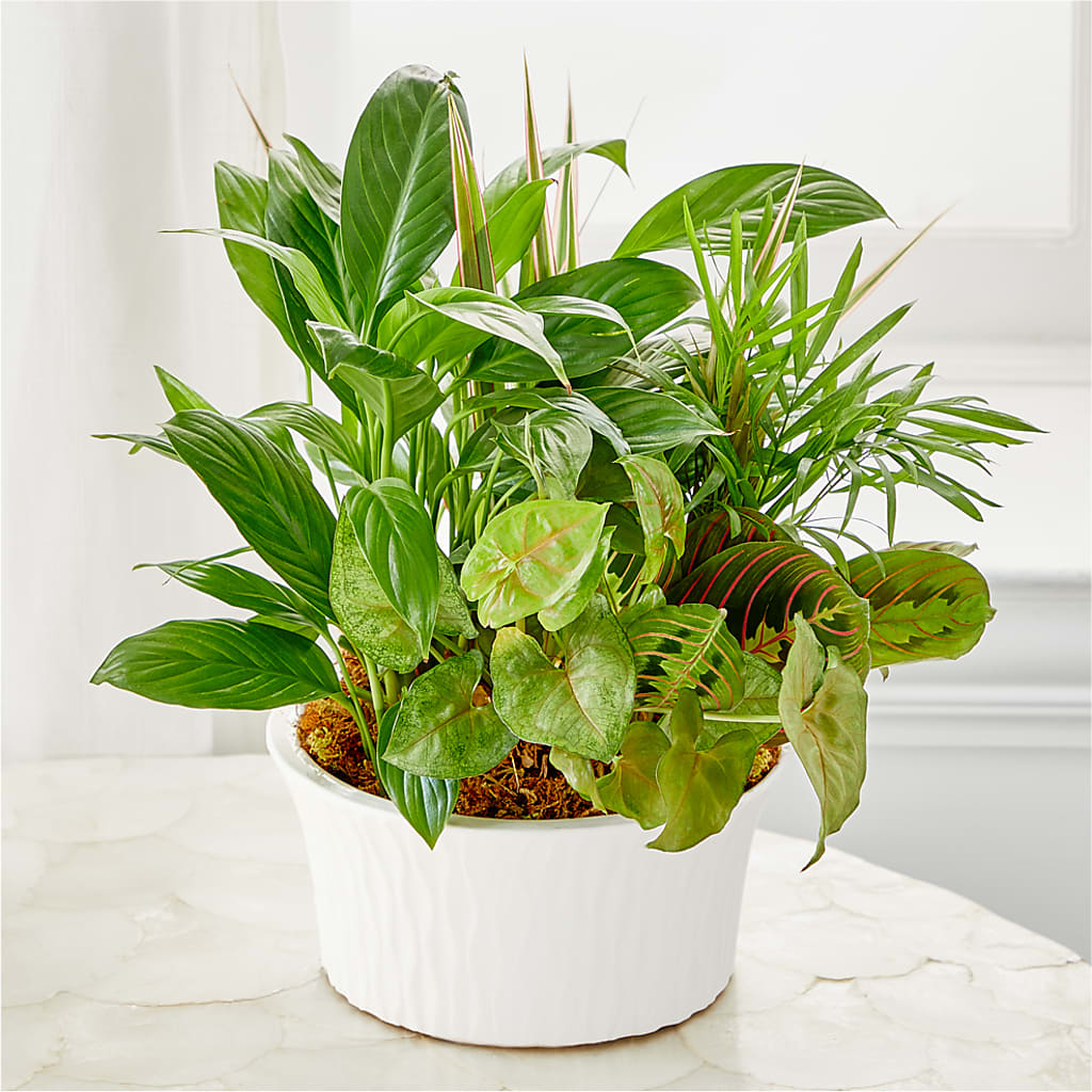 Balance & Harmony Dishgarden –  Diamond Flower Shop, Reading PA