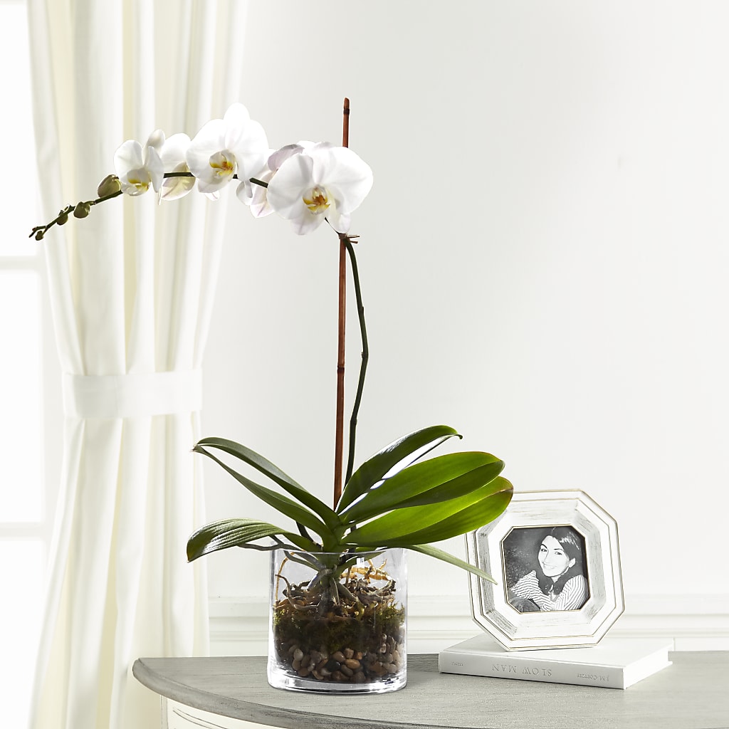 White Orchid Planter –  Diamond Flower Shop, Reading PA