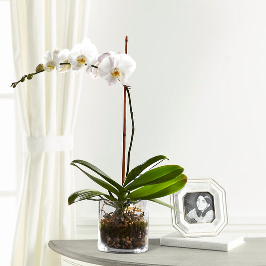 White Orchid Planter –  Diamond Flower Shop, Reading PA