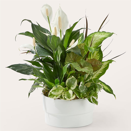 Radiating Positivity Dishgarden –  Diamond Flower Shop, Reading PA